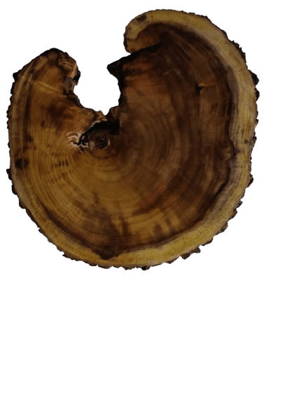 Live Edge Mulberry Coffee Table 16" - 20"
