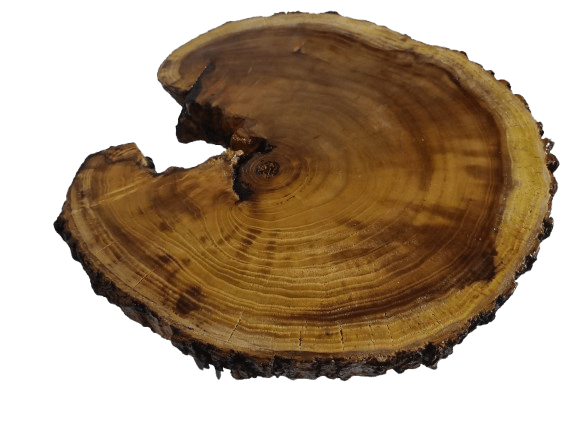 Live Edge Mulberry Coffee Table 16" - 20"