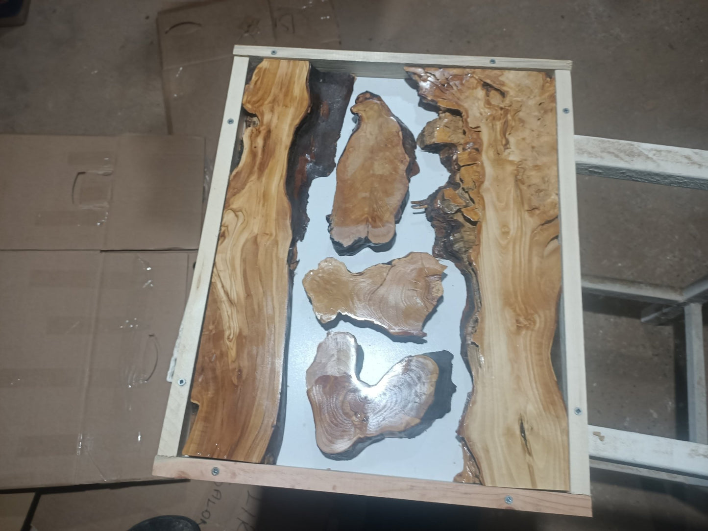 Olive Wood Slab Set in 5 Pieces for River Table