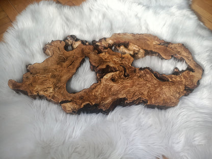 Olive Root Slab for DIY Epoxy Table 40cm - 50cm