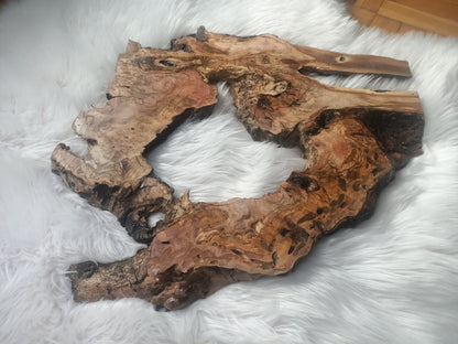 Olive Root Slab for DIY Epoxy Table 40cm - 50cm